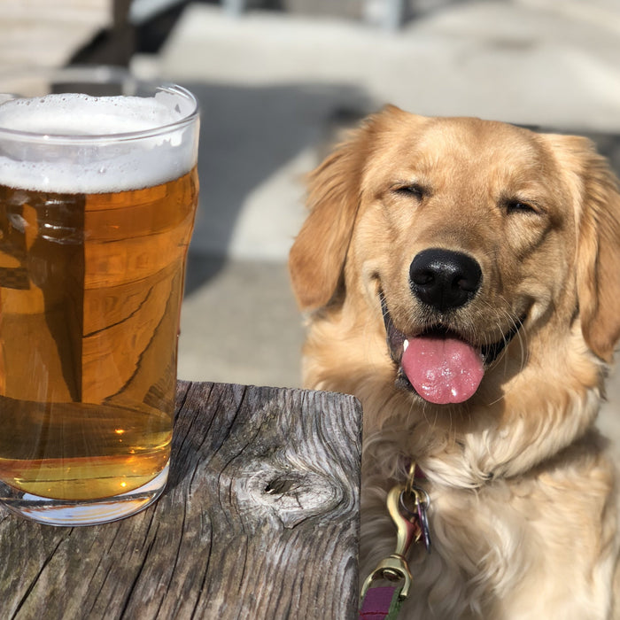 Are Hops Harmful to Dogs?