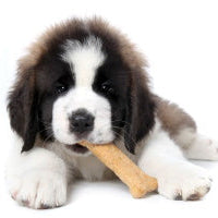 FSMA Preventative Controls for Pet Food Manufacturers