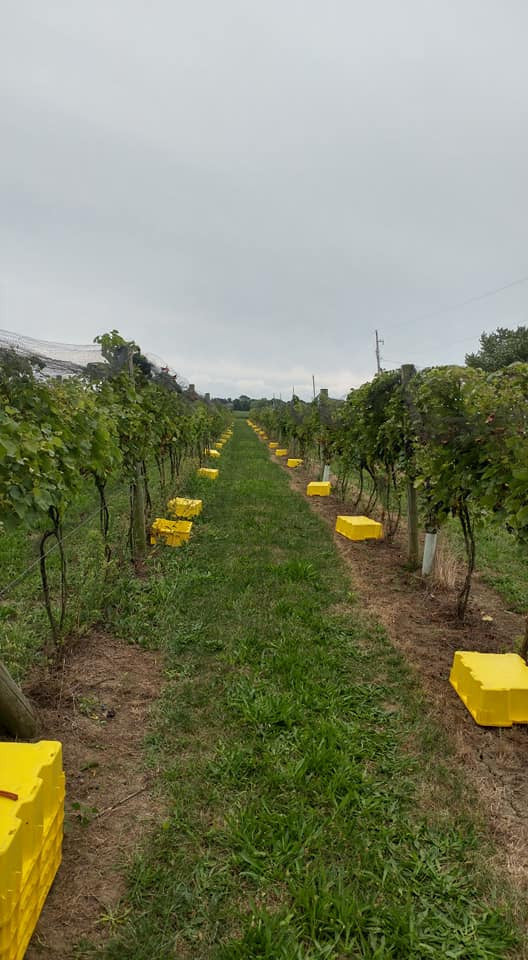 Solid Grape Harvest Container Tote (1 Pallet - Qty 150)